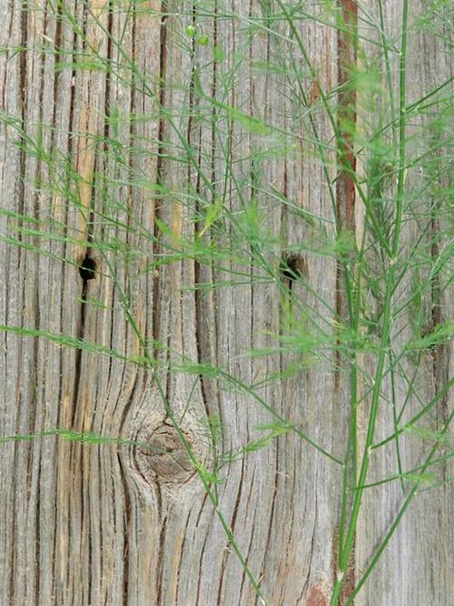 TREE FERN   GREENS